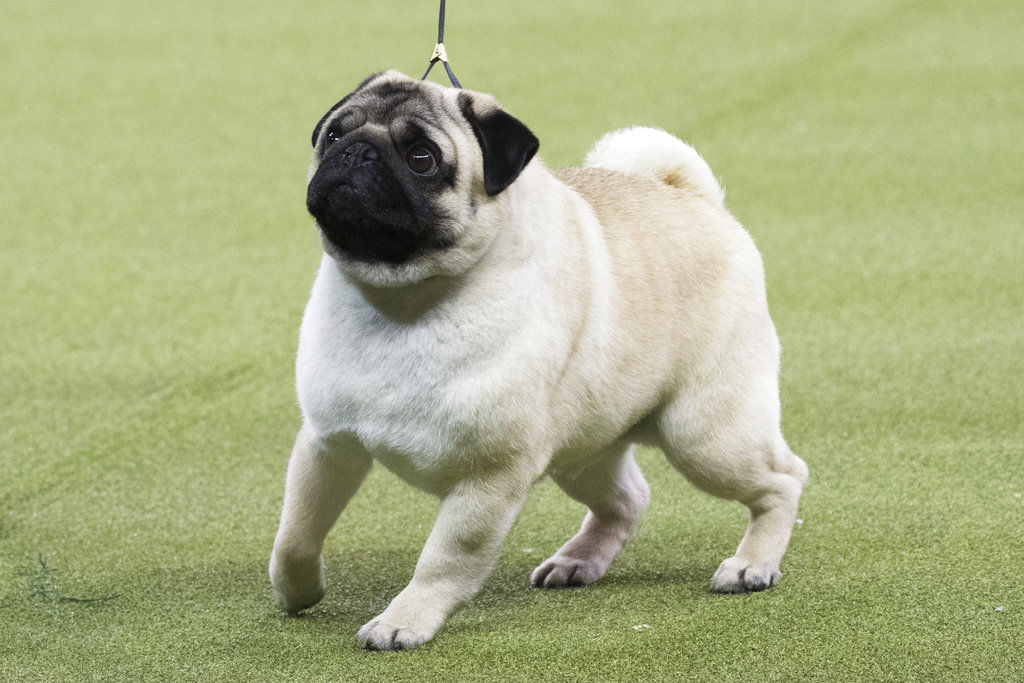 Westminster Dog Show